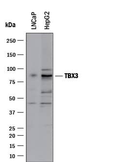 Western Blot TBX3 Antibody [Unconjugated]
