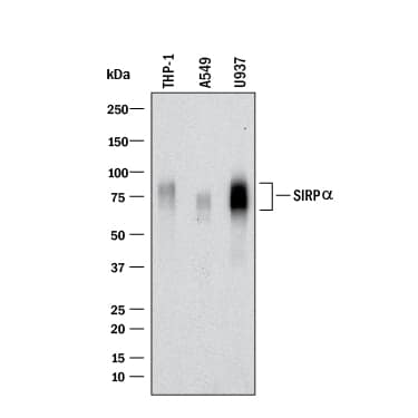 Western blot shows lysates of THP‑1 human acute monocytic leukemia cell line, A549 human lung carcinoma cell line, and U937 human histiocytic lymphoma cell line. PVDF membrane was probed with 0.5 µg/mL of Sheep Anti-Human SIRP alpha /CD172a Antigen Affinity-purified Polyclonal Antibody (Catalog # AF4546) followed by HRP-conjugated Anti-Sheep IgG Secondary Antibody (HAF016). A specific band was detected for SIRP alpha /CD172a at approximately 70-95 kDa (as indicated). This experiment was conducted under reducing conditions and using Western Blot Buffer Group 1.