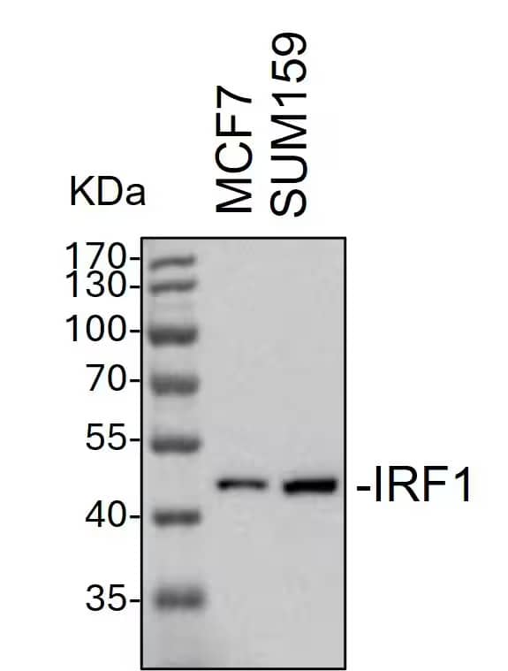 Western Blot IRF1 Antibody [Unconjugated]