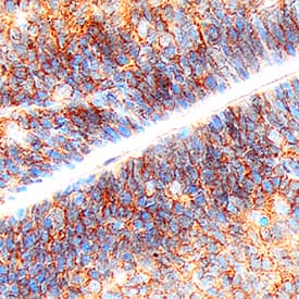 Immunohistochemistry Protogenin Antibody [Unconjugated]