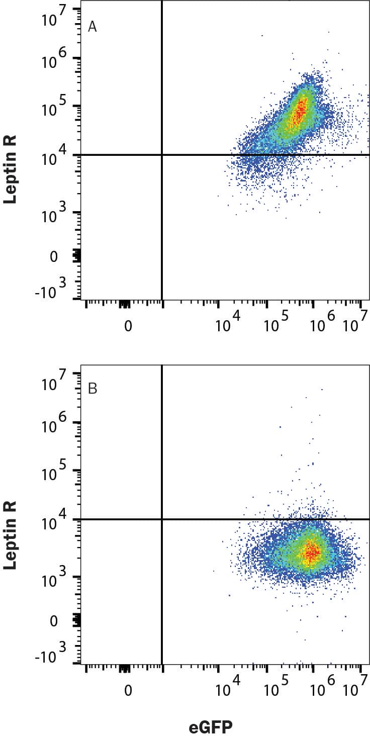 HEK293 human cell line transfected with (A) Mouse Leptin R and EGFP or (B) irrelevant protein was stained with Goat Anti-Mouse Leptin R Polyclonal Antibody (AF497) followed by Allophycocyanin-conjugated anti-Goat IgG Secondary Antibody (F0108). Staining was performed using our Staining Membrane-associated Proteins protocol.