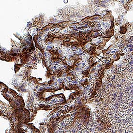 Immunohistochemistry Leptin R Antibody [Unconjugated]