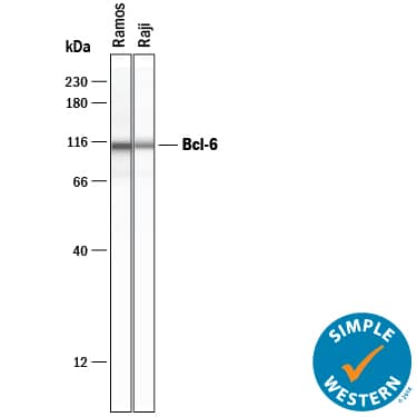 Simple Western Bcl-6 Antibody [Unconjugated]