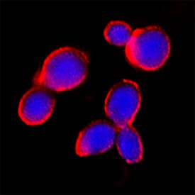 <b>Biological Strategies Validation. </b>IL‑6 was detected in immersion fixed NR8383 rat alveolar macrophage cell line using Goat Anti-Rat IL‑6 Antigen Affinity-purified Polyclonal Antibody (Catalog # AF506) at 5 &micro;g/mL for 3 hours at room temperature. Cells were stained using the NorthernLights&trade; 557-conjugated Anti-Goat IgG Secondary Antibody (red; NL001) and counterstained with DAPI (blue). Specific staining was localized to cyoplasm. Staining was performed using our protocol for Fluorescent ICC Staining of Non-adherent Cells.