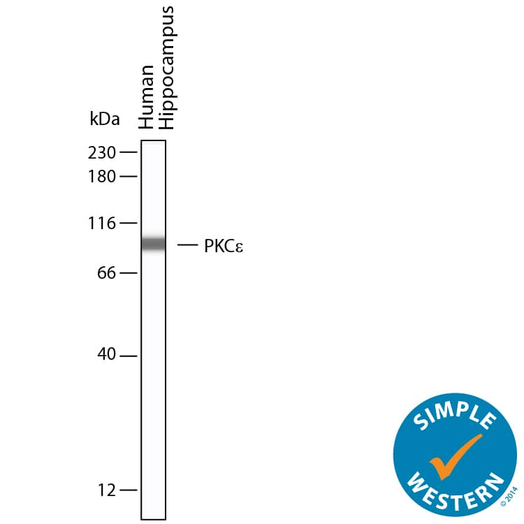 Simple Western shows lysates of human brain (hippocampus), loaded at 0.5 mg/ml. A specific band was detected for PKC epsilon  at approximately 96 kDa (as indicated) using 10 µg/mL of Sheep Anti-Human/Mouse/Rat PKC epsilon  Antigen Affinity-purified Polyclonal Antibody (Catalog # AF5134). This experiment was conducted under reducing conditions and using the 12-230kDa separation system.