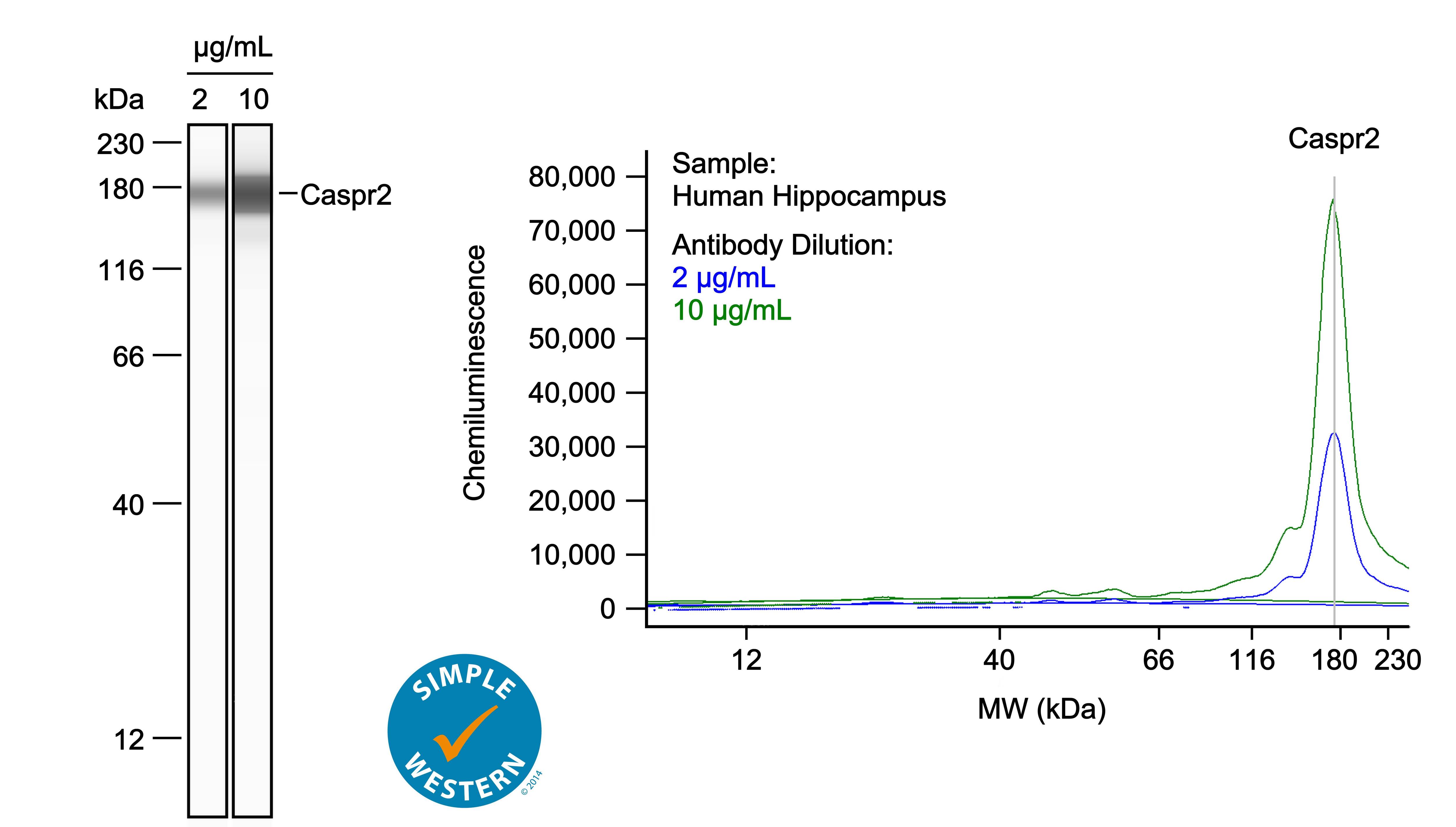 Left: Simple Western lane view shows lysates of human hippocampus, loaded at 1 mg/ml. A specific band was detected for Caspr2 at approximately 175 kDa (as indicated) using both 2 µg/ml and 10 µg/ml of Sheep Anti-Human/Mouse/Rat Caspr2 Antigen Affinity-purified Polyclonal Antibody (Catalog # AF5145) followed by 1:50 dilution of HRP-conjugated Anti-Sheep IgG Secondary Antibody (Catalog # HAF016) in Milk-free Antibody Diluent (Catalog # 043-524). This experiment was conducted under reducing conditions and using the 12-230kDa separation system. Right: Simple Western electropherogram showing the same Sheep Anti-Human/Mouse/Rat Caspr2 Antigen Affinity-purified Polyclonal Antibody (Catalog # AF5145) tested at 2 µg/ml (blue line) and 10 µg/ml (green line) in the human hippocampus.