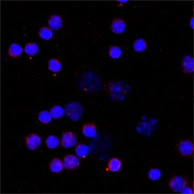 Immunocytochemistry IL-10 Antibody [Unconjugated]