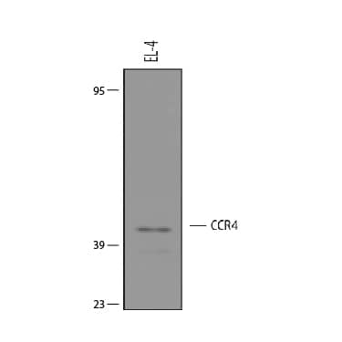 Western Blot shows lysates of EL‑4 mouse lymphoblast cell line. PVDF membrane was probed with 1 µg/ml of Sheep Anti-Mouse CCR4 Antigen Affinity-purified Polyclonal Antibody (Catalog # AF5207) followed by HRP-conjugated Anti-Sheep IgG Secondary Antibody (Catalog # HAF016). A specific band was detected for CCR4 at approximately 42 kDa (as indicated).  This experiment was conducted under reducing conditions and using Western Blot Buffer Group 8.