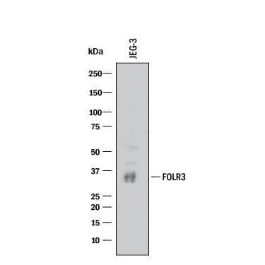 Western Blot FOLR3 Antibody [Unconjugated]