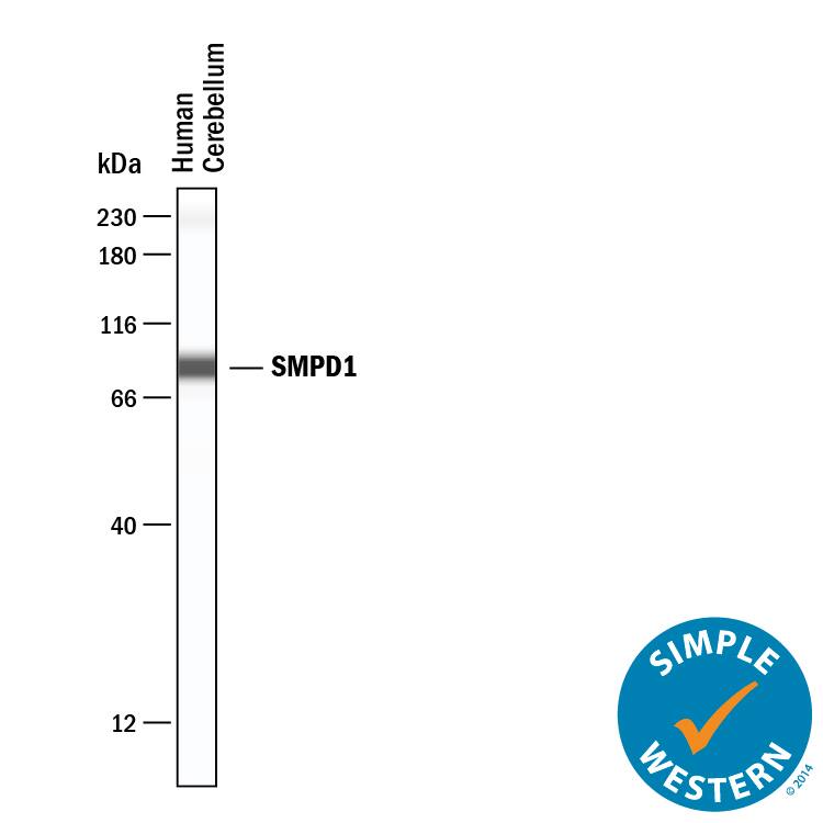 Simple Western lane view shows lysates of human brain (cerebellum), loaded at 0.2 mg/mL. A specific band was detected for SMPD1 at approximately 87 kDa (as indicated) using 50 µg/mL of Goat Anti-Human SMPD1 Antigen Affinity-purified Polyclonal Antibody (Catalog # AF5348) . This experiment was conducted under reducing conditions and using the 12-230 kDa separation system.