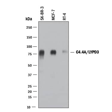 Western blot shows lysates of SK‑BR‑3 human breast cancer cell line, MCF‑7 human breast cancer cell line, and RT-4 human bladder carcinoma cell line. PVDF membrane was probed with 0.5 µg/mL of Sheep Anti-Human C4.4A/LYPD3 Antigen Affinity-purified Polyclonal Antibody (Catalog # AF5428) followed by HRP-conjugated Anti-Sheep IgG Secondary Antibody (HAF016). A specific band was detected for C4.4A/LYPD3 at approximately 75 kDa (as indicated). This experiment was conducted under reducing conditions and using Western Blot Buffer Group 1.