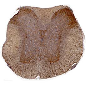 Immunohistochemistry GFR alpha-like Antibody [Unconjugated]