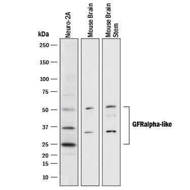 Western Blot GFR alpha-like Antibody [Unconjugated]