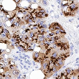 Immunohistochemistry ST6 Gal Sialyltransferase 1/ST6GAL1/CD75 Antibody [Unconjugated]