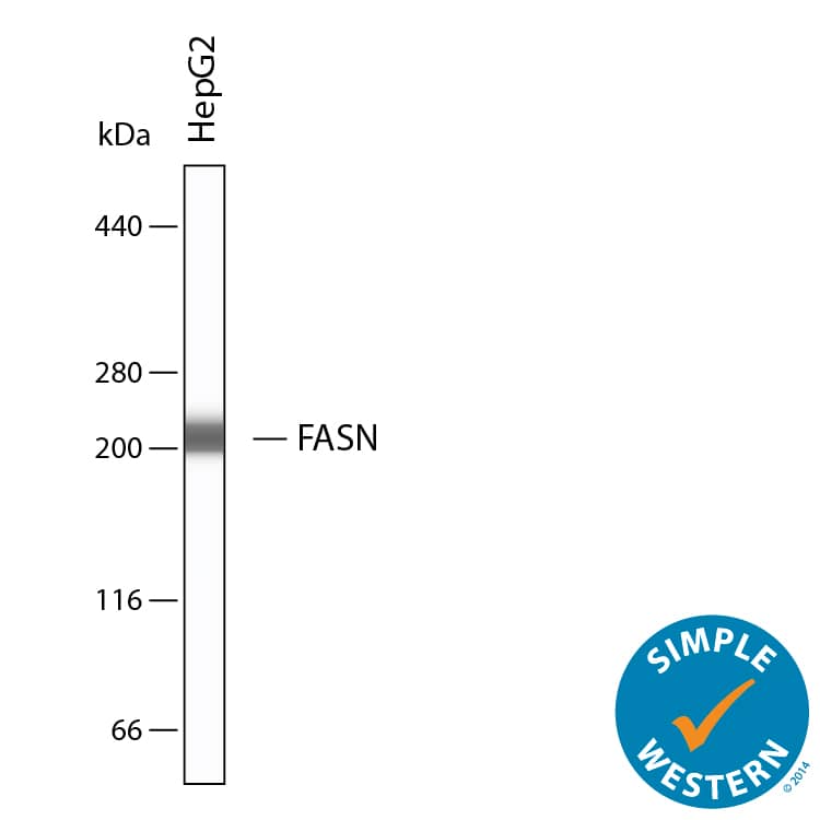 Simple Western shows lysates of HepG2 human hepatocellular carcinoma cell line, loaded at 0.5 mg/ml. A specific band was detected for Fatty Acid Synthase/FASN at approximately 213 kDa (as indicated) using 20 µg/mL of Goat Anti-Human Fatty Acid Synthase/FASN Antigen Affinity-purified Polyclonal Antibody (Catalog # AF5927). This experiment was conducted under reducing conditions and using the 66-440kDa separation system.