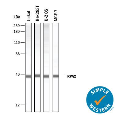 Simple Western lane view shows lysates of Jurkat human acute T cell leukemia cell line, U2OS human osteosarcoma cell line, MCF‑7 human breast cancer cell line, and HEK293T human embryonic kidney cell line, loaded at 0.2 mg/mL. A specific band was detected for RPA2 at approximately 38 kDa (as indicated) using 25 µg/mL of Goat Anti-Human RPA2 Antigen Affinity-purified Polyclonal Antibody (Catalog # AF5937) . This experiment was conducted under reducing conditions and using the 12-230 kDa separation system.