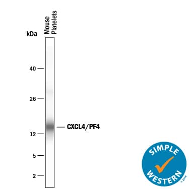 Simple Western lane view shows lysates of mouse platelets, loaded at 0.2 mg/mL. A specific band was detected for CXCL4/PF4 at approximately 14 kDa (as indicated) using 25 µg/mL of Goat Anti-Mouse CXCL4/PF4 Antigen Affinity-purified Polyclonal Antibody (Catalog # AF595) . This experiment was conducted under reducing conditions and using the 2-40 kDa separation system.