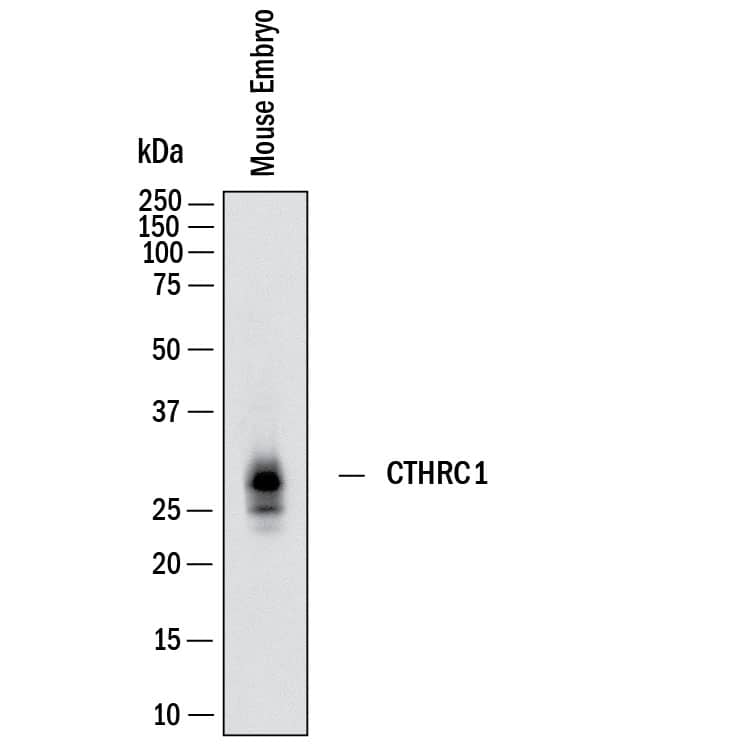 Western Blot shows lysates of mouse embryo. PVDF membrane was probed with 1 µg/ml of Sheep Anti-Mouse CTHRC1 Antigen Affinity-purified Polyclonal Antibody (Catalog # AF5960) followed by HRP-conjugated Anti-Sheep IgG Secondary Antibody (Catalog # HAF016). A specific band was detected for CTHRC1 at approximately 30 kDa (as indicated).  This experiment was conducted under reducing conditions and using Western Blot Buffer Group 1.