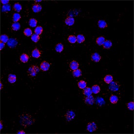 IL‑10 was detected in immersion fixed mouse splenocytes using Goat Anti-Mouse/Rat IL‑10 Antigen Affinity-purified Polyclonal Antibody (Catalog # AF519) at 15 &micro;g/mL for 3 hours at room temperature. Cells were stained using the NorthernLights&trade; 557-conjugated Anti-Goat IgG Secondary Antibody (red; NL001) and counterstained with DAPI (blue). Specific staining was localized to cytoplasm. Staining was performed using our protocol for Fluorescent ICC Staining of Non-adherent Cells<.