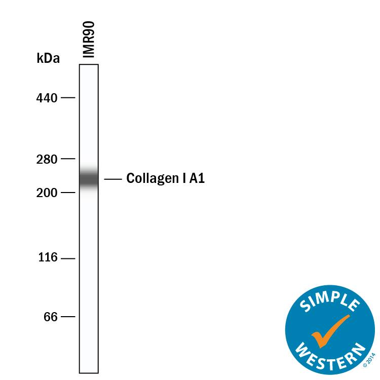 Simple Western lane view shows lysates of IMR‑90 human lung fibroblast cell line, loaded at 0.2 mg/mL. A specific band was detected for Collagen I  alpha 1 at approximately 232 kDa (as indicated) using 10 µg/mL of Sheep Anti-Human Pro Collagen I  alpha 1 Antigen Affinity-purified Polyclonal Antibody (Catalog # AF6220) followed by 1:50 dilution of HRP-conjugated Anti-Sheep IgG Secondary Antibody (HAF016). This experiment was conducted under reducing conditions and using the 66-440 kDa separation system.