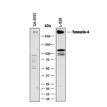 Western blot shows lysates of SH‑SY5Y human neuroblastoma cell line and L‑929 mouse fibroblast cell line. PVDF membrane was probed with 1 µg/mL of Sheep Anti-Human/Mouse/Rat Teneurin‑4 Antigen Affinity-purified Polyclonal Antibody (Catalog # AF6320) followed by HRP-conjugated Anti-Sheep IgG Secondary Antibody (HAF016). A specific band was detected for Teneurin‑4 at approximately 300 kDa (as indicated). This experiment was conducted under reducing conditions and using Western Blot Buffer Group 1.
