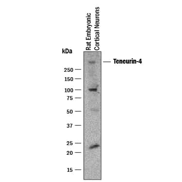 Western Blot Teneurin-4 Antibody [Unconjugated]