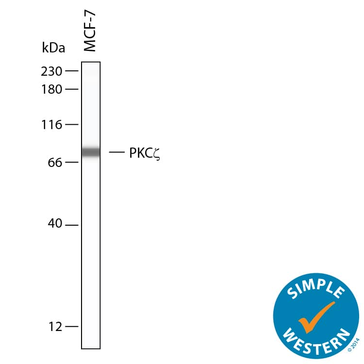 Simple Western shows lysates of MCF‑7 human breast cancer cell line, loaded at 0.5 mg/ml. A specific band was detected for PKC zeta  at approximately 79 kDa (as indicated) using 10 µg/mL of Sheep Anti-Human PKC zeta  Antigen Affinity-purified Polyclonal Antibody (Catalog # AF6666). This experiment was conducted under reducing conditions and using the 12-230kDa separation system.