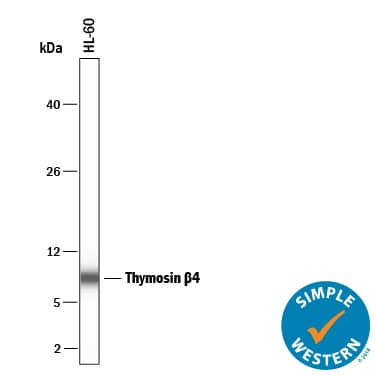 Simple Western Thymosin beta 4 Antibody [Unconjugated]