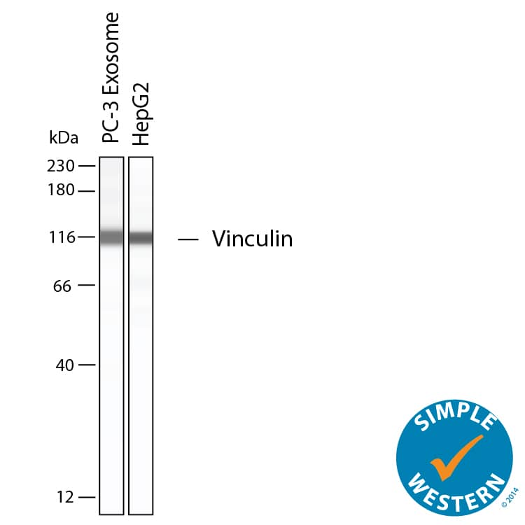 Simple Western shows lysates of Exosome Standards (PC‑3) (NBP2-49856) and HepG2 human hepatocellular carcinoma cell line, loaded at 0.5 mg/ml. A specific band was detected for Vinculin at approximately 119 kDa (as indicated) using 10 µg/mL of Sheep Anti-Human/Rat Vinculin Antigen Affinity-purified Polyclonal Antibody (Catalog # AF6896). This experiment was conducted under reducing conditions and using the 12-230kDa separation system.