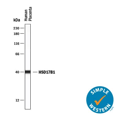 Simple Western 17 beta-HSD1/HSD17B1 Antibody [Unconjugated]