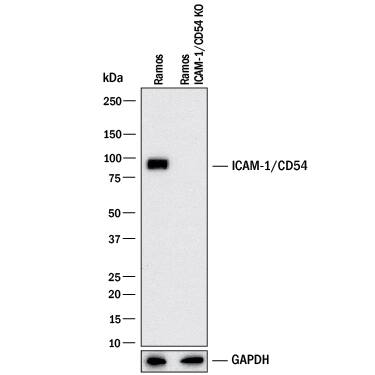 <b>Genetic Strategies Validation. </b>Western blot shows lysates of Ramos human Burkitt's lymphoma cell line and human ICAM-1/CD54 Ramos human Burkitt's lymphoma cell line (KO). PVDF membrane was probed with 0.2 µg/mL of Sheep Anti-Human ICAM‑1/CD54 Antigen Affinity-purified Polyclonal Antibody (Catalog # AF720) followed by HRP-conjugated Anti-Sheep IgG Secondary Antibody (HAF016). A specific band was detected for ICAM‑1/CD54 at approximately 90 kDa (as indicated) in the parental Ramos human Burkitt's lymphoma cell line, but is not detectable in knockout Ramos human Burkitt's lymphoma cell line. GAPDH (Catalog # AF5718) is shown as a loading control. This experiment was conducted under reducing conditions and using Western Blot Buffer Group 1.