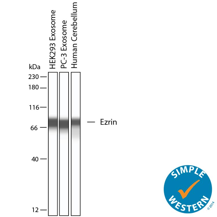 Simple Western shows lysates of Exosome Standard (HEK293) (NBP3-11684), Exosome Standard (PC‑3) (NBP2-49856), and human cerebellum tissue, loaded at 0.5 mg/ml. A specific band was detected for Ezrin at approximately 76 kDa (as indicated) using 10 µg/mL of Sheep Anti-Human/Mouse/Rat Ezrin Antigen Affinity-purified Polyclonal Antibody (Catalog # AF7239). This experiment was conducted under reducing conditions and using the 12-230kDa separation system.