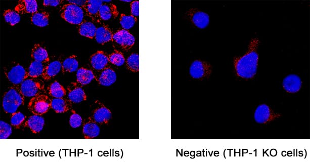 TNF RII/TNFRSF1B was detected in immersion fixed THP‑1 human acute monocytic leukemia cell line but is not detected in TNF RII/TNFRSF1B knockout (KO) THP‑1 human cell line using Goat Anti-Human TNF RII/TNFRSF1B Antigen Affinity-purified Polyclonal Antibody (Catalog # AF726) at 5 &micro;g/mL for 3 hours at room temperature. Cells were stained using the NorthernLights&trade; 557-conjugated Anti-Goat IgG Secondary Antibody (red; NL001) and counterstained with DAPI (blue). Specific staining was localized to cell membrane. Staining was performed using our protocol for Fluorescent ICC Staining of Non-adherent Cells.