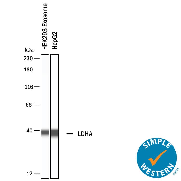 Simple Western shows lysates of Exosome Standards (HEK293 cell line) (NBP3-11684) and HepG2 human hepatocellular carcinoma cell line, loaded at 0.5 mg/ml. A specific band was detected for Lactate Dehydrogenase A/LDHA at approximately 38 kDa (as indicated) using 50 µg/mL of Sheep Anti-Human/Mouse/Rat Lactate Dehydrogenase A/LDHA Antigen Affinity-purified Polyclonal Antibody (Catalog # AF7304). This experiment was conducted under reducing conditions and using the 12-230 kDa separation system.