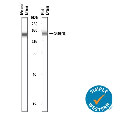 Simple Western lane view shows lysates of mouse brain and rat brain, loaded at 0.2 mg/mL. A specific band was detected for SIRP alpha /CD172a at approximately 164 kDa (as indicated) using 2.5 µg/mL of Sheep Anti-Mouse/Rat SIRP alpha /CD172a Antigen Affinity-purified Polyclonal Antibody (Catalog # AF7307) followed by 1:50 dilution of HRP-conjugated Anti-Sheep IgG Secondary Antibody (HAF016). This experiment was conducted under reducing conditions and using the 12-230 kDa separation system.