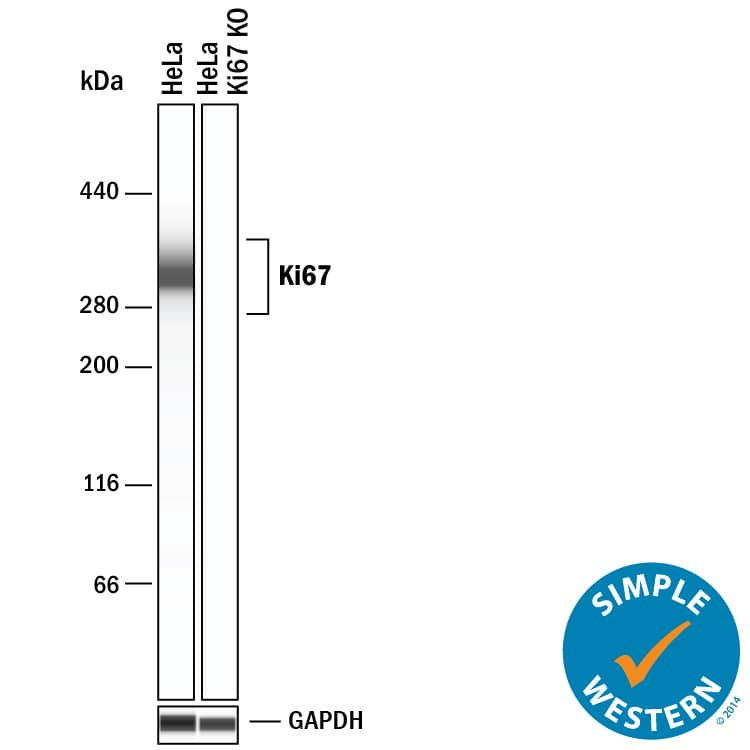 <b>Genetic Strategies Validation. </b>Simple Western lane view shows lysates of HeLa human cervical epithelial carcinoma cell line and Ki67 knockout HeLa cell line (KO), loaded at 0.2 mg/mL. A specific band was detected for Ki67/MKI67 at approximately 325 kDa (as indicated) using 20 µg/mL of Sheep Anti-Human Ki67/MKI67 Antigen Affinity-purified Polyclonal Antibody (Catalog # AF7617) followed by 1:50 dilution of HRP-conjugated Anti-Sheep IgG Secondary Antibody (HAF016). GAPDH (AF5718) is shown as a loading control. This experiment was conducted under reducing conditions and using the 66-440 kDa separation system.