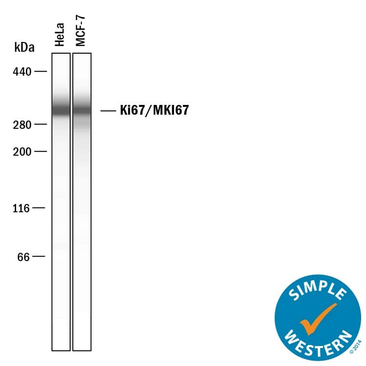 Simple Western lane view shows lysates of HeLa human cervical epithelial carcinoma cell line and MCF‑7 human breast cancer cell line, loaded at 0.2 mg/mL. A specific band was detected for Ki67/MKI67 at approximately 320 kDa (as indicated) using 20 µg/mL of Sheep Anti-Human Ki67/MKI67 Antigen Affinity-purified Polyclonal Antibody (Catalog # AF7617) followed by 1:50 dilution of HRP-conjugated Anti-Sheep IgG Secondary Antibody (HAF016). This experiment was conducted under reducing conditions and using the 66-440 kDa separation system.