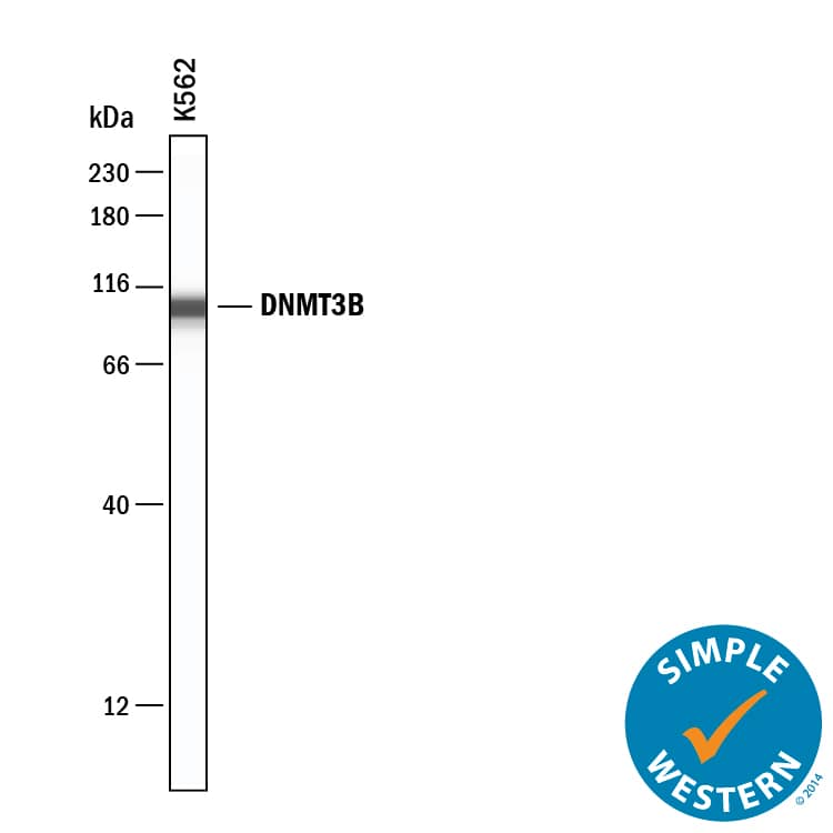 Simple Western lane view shows lysates of K562 human chronic myelogenous leukemia cell line, loaded at 0.2 mg/mL. A specific band was detected for DNMT3B at approximately 102 kDa (as indicated) using 10 µg/mL of Sheep Anti-Human DNMT3B Antigen Affinity-purified Polyclonal Antibody (Catalog # AF7646) . This experiment was conducted under reducing conditions and using the 12-230 kDa separation system.