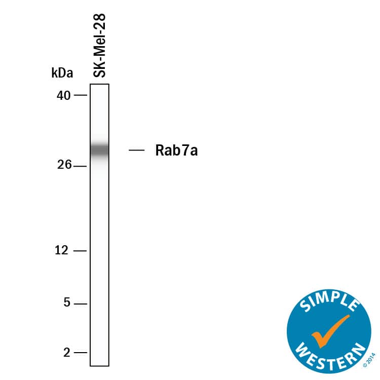 Simple Western shows lysates of SK‑Mel‑28 human malignant melanoma cell line, loaded at 0.5 mg/ml. A specific band was detected for Rab7a at approximately 29 kDa (as indicated) using 50 µg/mL of Sheep Anti-Human/Mouse Rab7a Antigen Affinity-purified Polyclonal Antibody (Catalog # AF7789). This experiment was conducted under reducing conditions and using the 2-40kDa separation system.