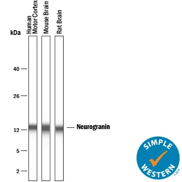 Simple Western Neurogranin Antibody [Unconjugated]