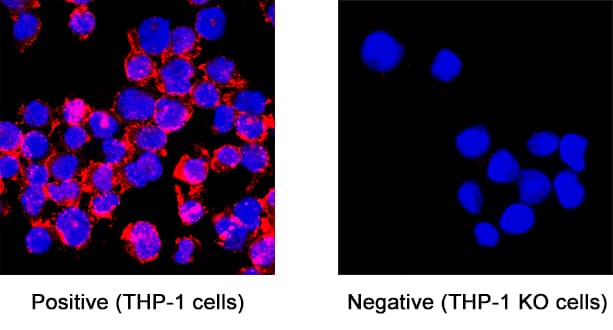 <b>Genetic Strategies Validation. </b>CD31/PECAM‑1 was detected in immersion fixed THP‑1 human acute monocytic leukemia cell line but is not detected in CD31/PECAM‑1 knockout (KO) THP‑1 human cell line using Sheep Anti-Human CD31/PECAM‑1 Antigen Affinity-purified Polyclonal Antibody (Catalog # AF806) at 5 &micro;g/mL for 3 hours at room temperature. Cells were stained using the NorthernLights&trade; 557-conjugated Anti-Sheep IgG Secondary Antibody (red; NL010) and counterstained with DAPI (blue). Specific staining was localized to cell membrane. Staining was performed using our protocol for Fluorescent ICC Staining of Non-adherent Cells.