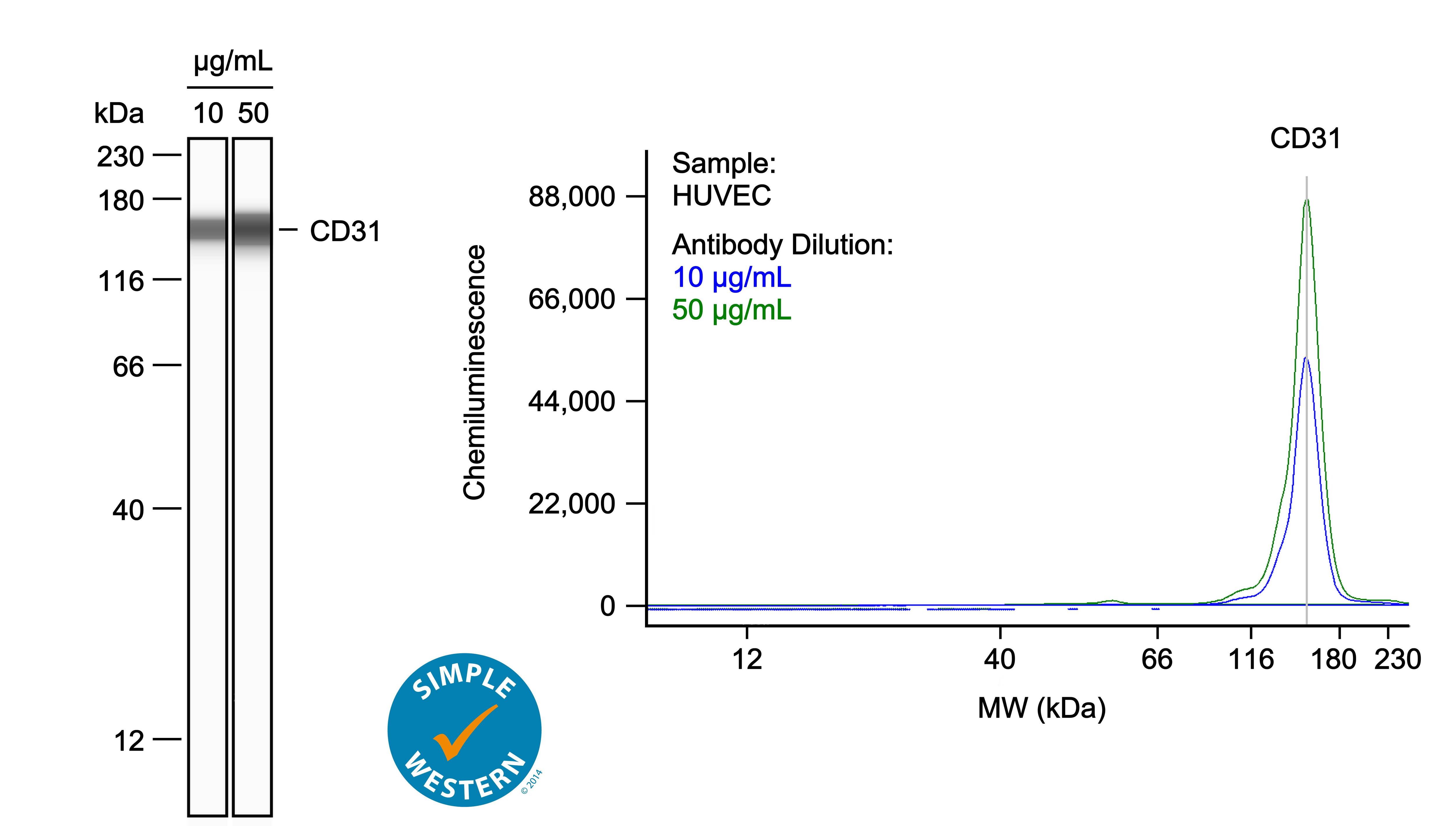Left: Simple Western lane view shows lysates of HUVEC human umbilical vein endothelial cells, loaded at 0.1 mg/ml. A specific band was detected for CD31/PECAM‑1 at approximately 155 kDa (as indicated) using both 10 µg/ml and 50 µg/ml of Sheep Anti-Human CD31/PECAM‑1 Antigen Affinity-purified Polyclonal Antibody (Catalog # AF806) followed by 1:50 dilution of HRP-conjugated Anti-Sheep IgG Secondary Antibody (Catalog # HAF016) in Milk-free Antibody Diluent (Catalog # 043-524). This experiment was conducted under reducing conditions and using the 12-230kDa separation system. Right: Simple Western electropherogram showing the same Sheep Anti-Human CD31/PECAM‑1 Antigen Affinity-purified Polyclonal Antibody (Catalog # AF806) tested at 10 µg/ml (blue line) and 50 µg/ml (green line) in the HUVEC human umbilical vein endothelial cells.