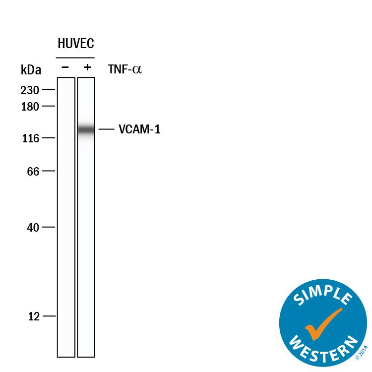 <b>Biological Strategies Validation. </b>Simple Western lane view shows lysates of HUVEC human umbilical vein endothelial cells untreated (-) or treated (+) with 10 ng/ml Recombinant Human TNF‑ alpha  (210-TA) for 24 hrs, loaded at 0.2 mg/mL. A specific band was detected for VCAM‑1/CD106 at approximately 132 kDa (as indicated) using 20 µg/mL of Sheep Anti-Human VCAM‑1/CD106 Antigen Affinity-purified Polyclonal Antibody (Catalog # AF809) followed by 1:50 dilution of HRP-conjugated Anti-Sheep IgG Secondary Antibody (HAF016). This experiment was conducted under reducing conditions and using the 12-230 kDa separation system.