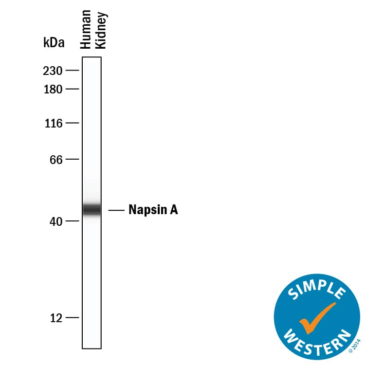Simple Western Napsin A Antibody [Unconjugated]