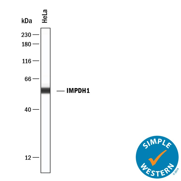 Simple Western lane view shows lysates of HeLa human cervical epithelial carcinoma cell line, loaded at 0.2 mg/mL. A specific band was detected for IMP Dehydrogenase 1/IMPDH1 at approximately 56 kDa (as indicated) using 2 µg/mL of Rabbit Anti-Human/Mouse/Rat IMP Dehydrogenase 1/IMPDH1 Antigen Affinity-purified Polyclonal Antibody (Catalog # AF8554) . This experiment was conducted under reducing conditions and using the 12-230 kDa separation system.