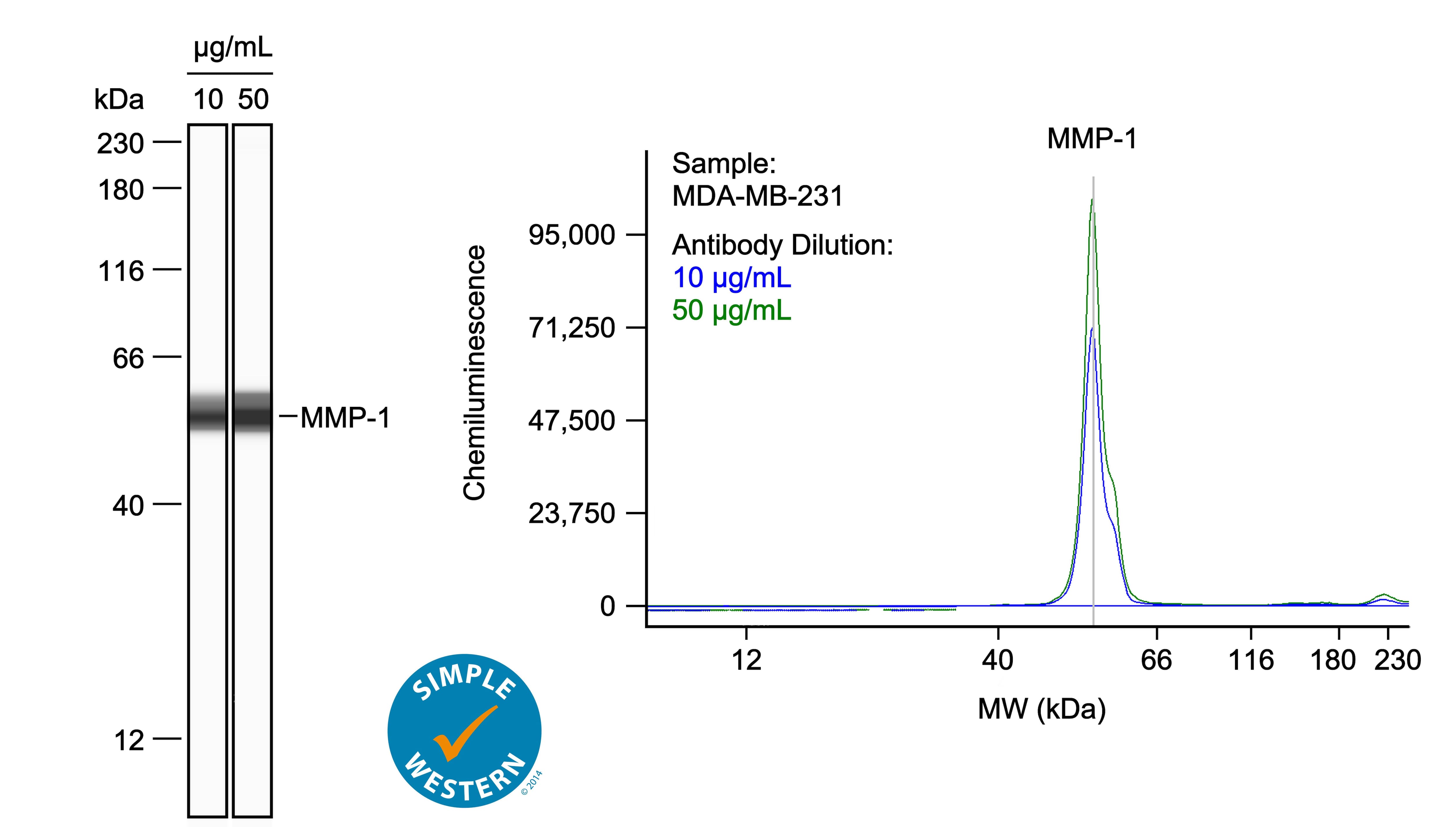 Left: Simple Western lane view shows lysates of MDA‑MB‑231 human breast cancer cell line, loaded at 0.1 mg/ml. A specific band was detected for MMP‑1 at approximately 55 kDa (as indicated) using both 10 µg/ml and 50 µg/ml of Goat Anti-Human MMP‑1 Antigen Affinity-purified Polyclonal Antibody (Catalog # AF901) followed by HRP-conjugated Donkey Anti-Goat Secondary Antibody (Catalog # 043-522-2). This experiment was conducted under reducing conditions and using the 12-230kDa separation system. Right: Simple Western electropherogram showing the same Goat Anti-Human MMP‑1 Antigen Affinity-purified Polyclonal Antibody (Catalog # AF901) tested at 10 µg/ml (blue line) and 50 µg/ml (green line) in the MDA‑MB‑231 human breast cancer cell line.