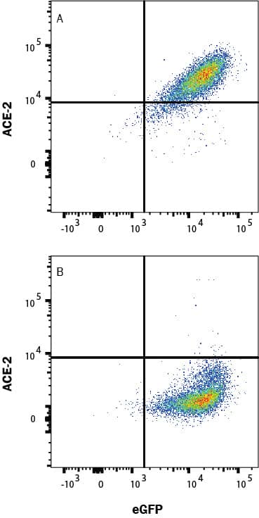 HEK293 human embryonic kidney cell line transfected with (A) human ACE-2 or (B) irrelevant protein, and eGFP was stained with Goat Anti-Human/Mouse/Rat/Hamster ACE-2 Affinity Purified Polyclonal Antibody (Catalog # AF933) followed by Allophycocyanin-conjugated Anti-Goat IgG Secondary Antibody (F0108). Quadrant markers were set based on Goat IgG control antibody (AB-108-C, data not shown). Staining was performed using our Staining Membrane-associated Proteins protocol. 