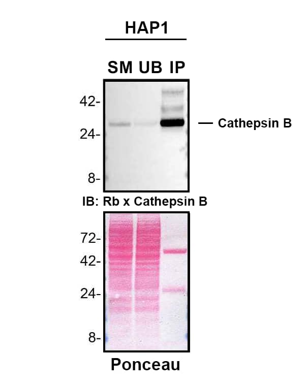HAP1 cell line lysates were prepared and immunoprecipitation was performed using 2.0 µg of Goat Anti-Human Cathepsin B Antigen Affinity-purified Polyclonal Antibody (Catalog # AF953) pre-coupled to Dynabeads Protein A. Immunoprecipitated Cathepsin B was detected in Western Blot with a rabbit anti-Cathepsin B antibody used at 1/500. The Ponceau stained transfer of the blot is shown. SM=4% starting material; UB=4% unbound fraction; IP=immunoprecipitate; HC=antibody heavy chain. Image, protocol and testing courtesy of YCharOS Inc. (ycharos.com).