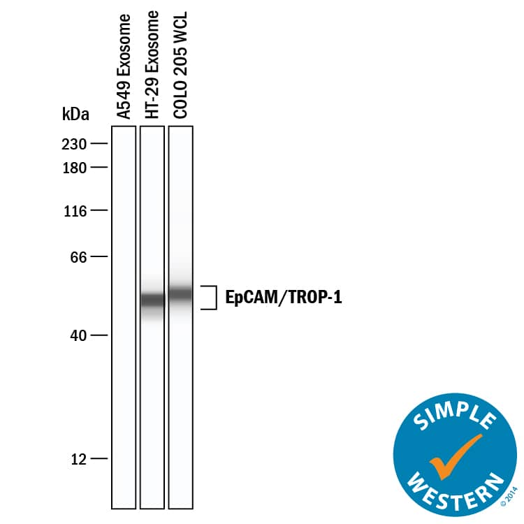 Simple Western EpCAM/TROP1 Antibody [Unconjugated]