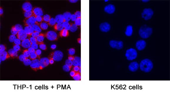 <b>Biological Strategies Validation. </b>TSLPR was detected in immersion fixed THP‑1 human acute monocytic leukemia cell line treated with PMA (positive staining) and K562 human chronic myelogenous leukemia cell line (negative staining) using Goat Anti-Human TSLPR Antigen Affinity-purified Polyclonal Antibody (Catalog # AF981) at 25 &micro;g/mL for 3 hours at room temperature. Cells were stained using the NorthernLights&trade; 557-conjugated Anti-Goat IgG Secondary Antibody (red; NL001) and counterstained with DAPI (blue). Specific staining was localized to cytoplasm and cell surface. Staining was performed using our protocol for Fluorescent ICC Staining of Non-adherent Cells.